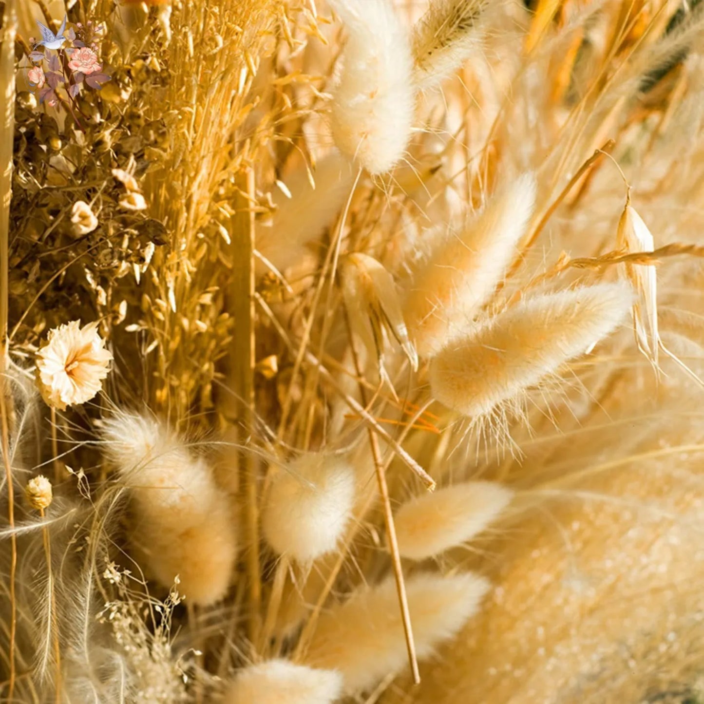 50-delige Gedroogde Hazenstaartgras Bos