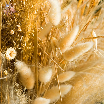 50-delige Gedroogde Hazenstaartgras Bos