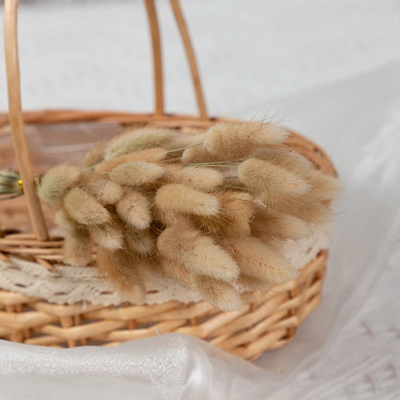 50-delige Gedroogde Hazenstaartgras Bos