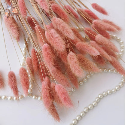 50-delige Gedroogde Hazenstaartgras Bos