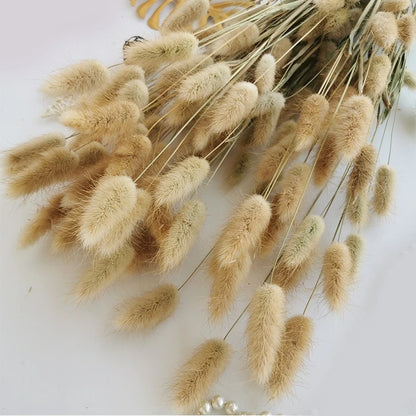 50-delige Gedroogde Hazenstaartgras Bos